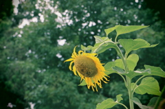 夏の終わり。