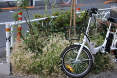 自転車