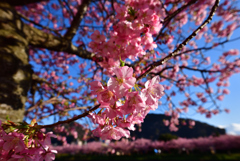 河津桜