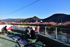 河津桜見に行きました。