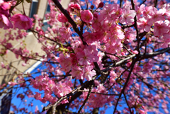 河津桜見に行きました