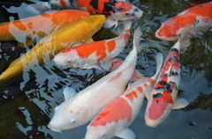 鯉