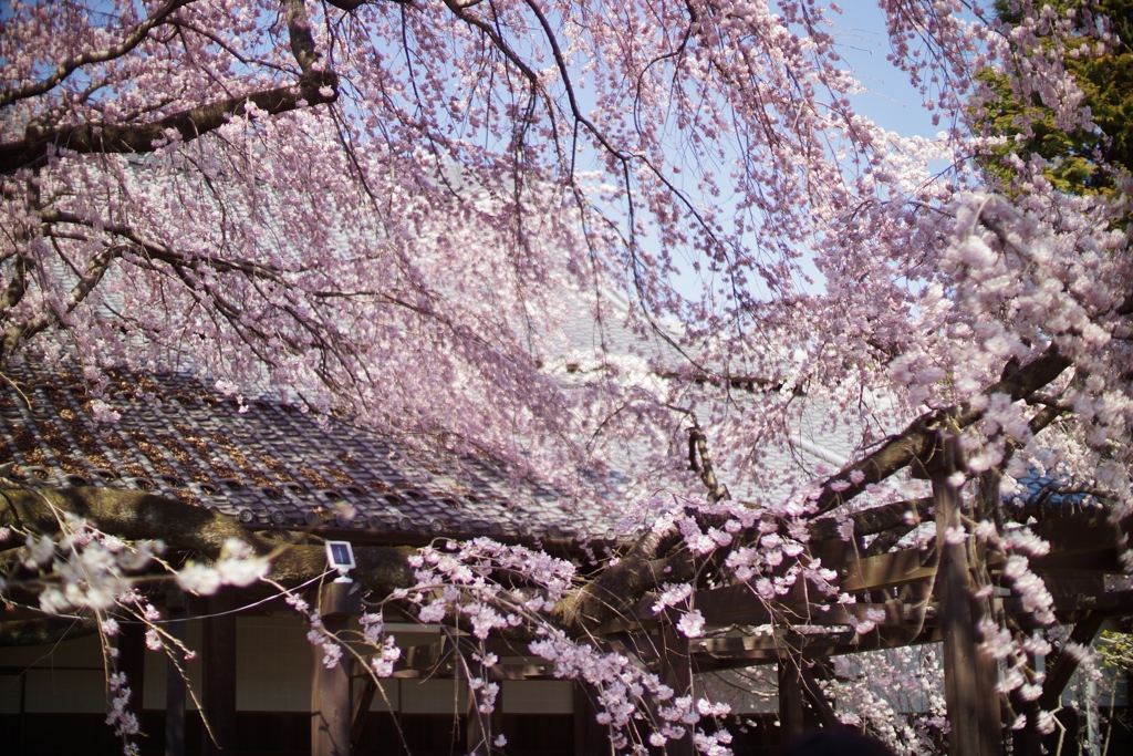 一宮　長誓寺