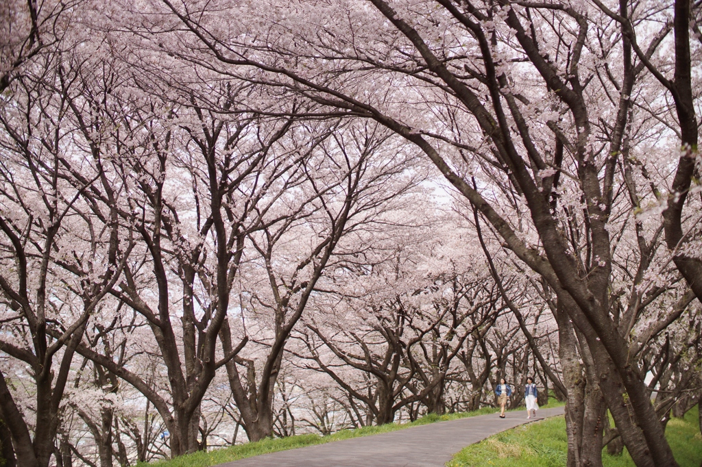 桜並木 (1)