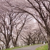 桜並木 (1)