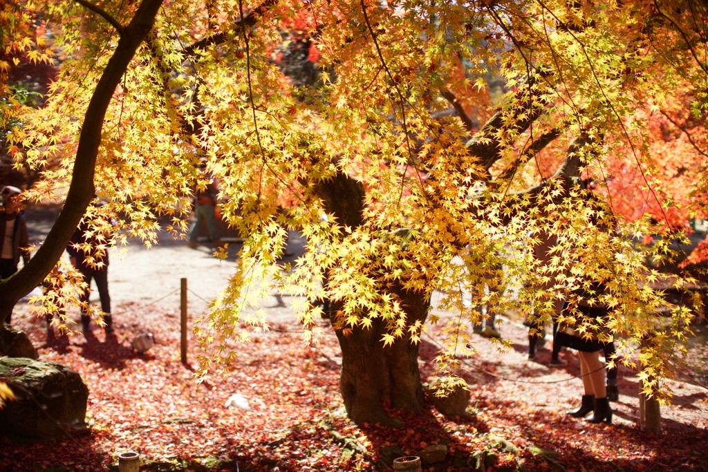 岐阜県　土岐市　曽木公園