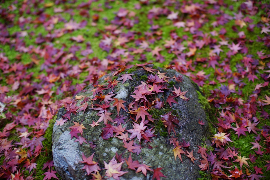 koto-in kyoto