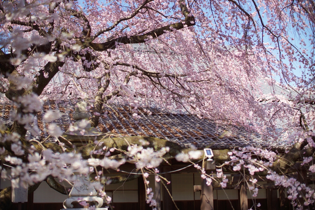 一宮　長誓寺