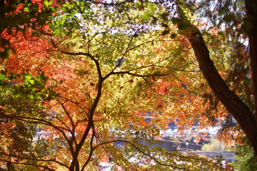 岐阜県　土岐市　曽木公園