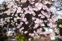 DSC02307