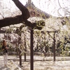 一宮　長誓寺 F1.2