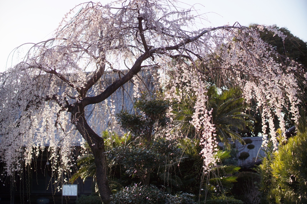 春日井　慈眼寺 