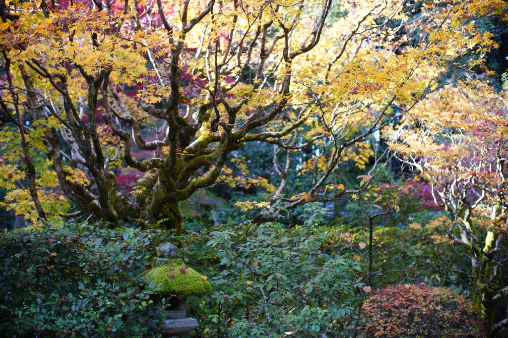 高桐院