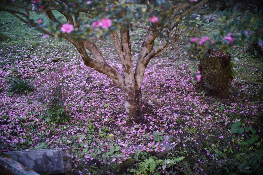 DSC00415