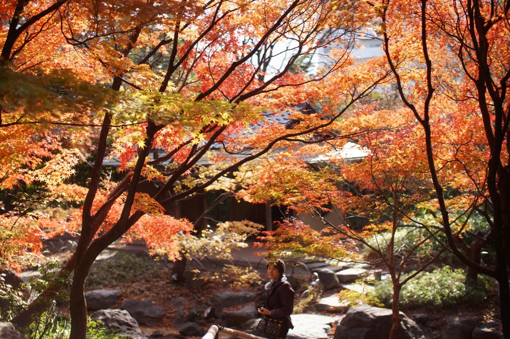白鳥庭園