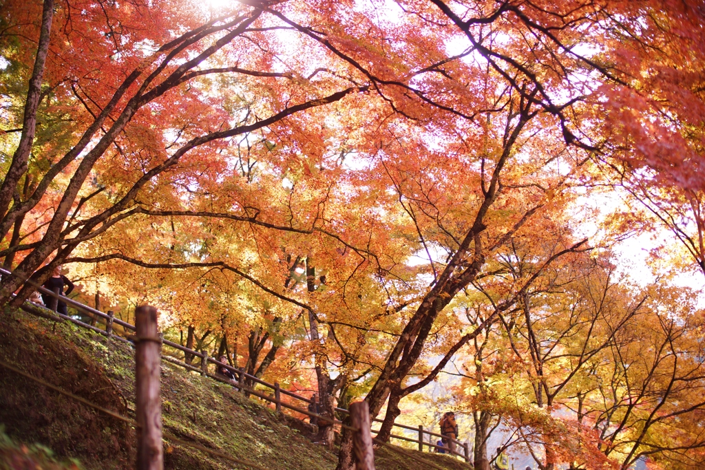 愛知県　香嵐渓