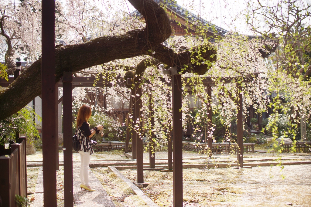 一宮　長誓寺 F2.0