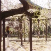 一宮　長誓寺 F2.0