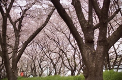 桜並木 (3)