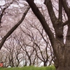 桜並木 (3)