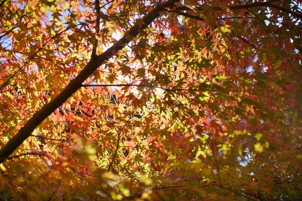 DSC00409