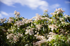DSC00591