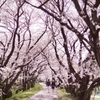 桜並木 (2)