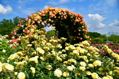 京成バラ園　黄色い薔薇