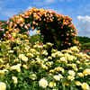 京成バラ園　黄色い薔薇