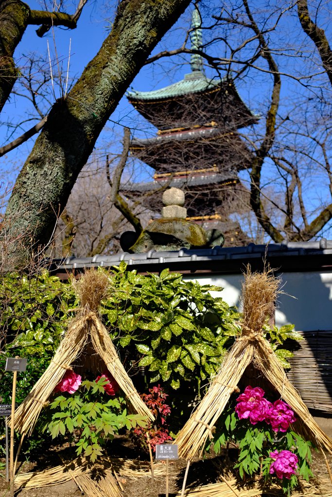 牡丹と五重塔