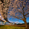 五色桜大橋　Ⅱ