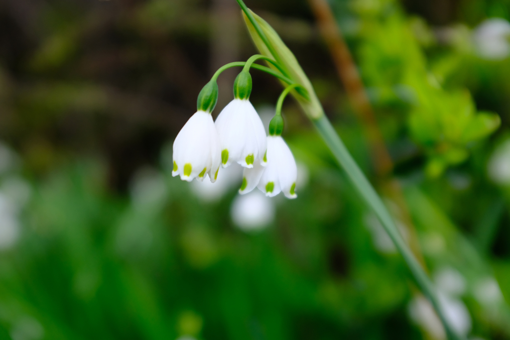 スノーフレーク