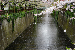花吹雪