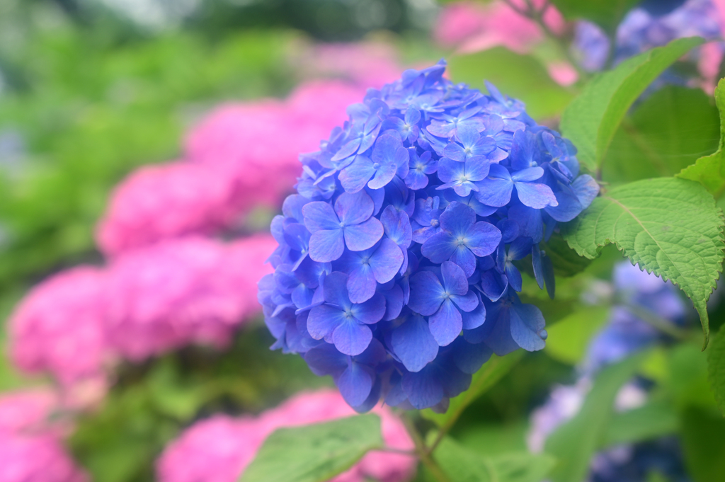 紫陽花
