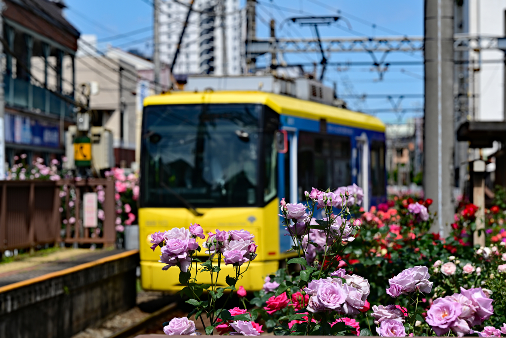 荒川線