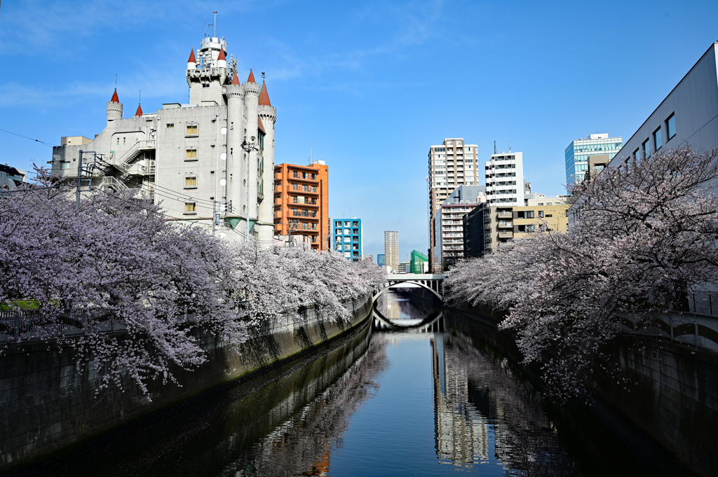 目黒川の桜