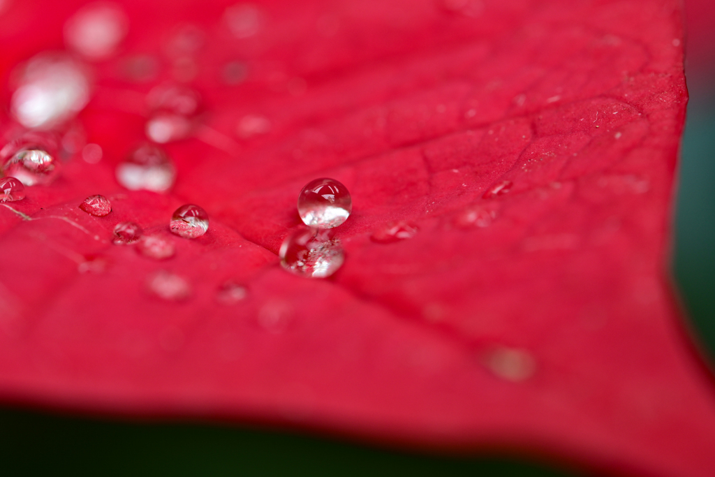 雨玉