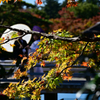紅葉の中の二人