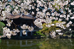 旧御淳亭と桜