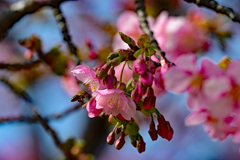 この花が美味しそうかな