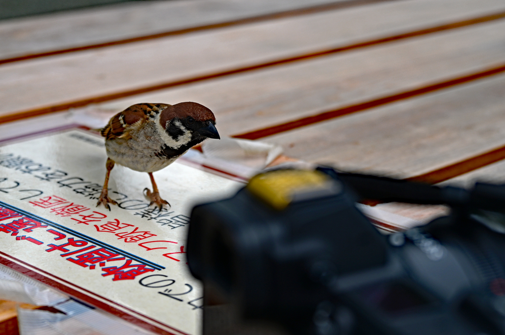 これは食べられないな！