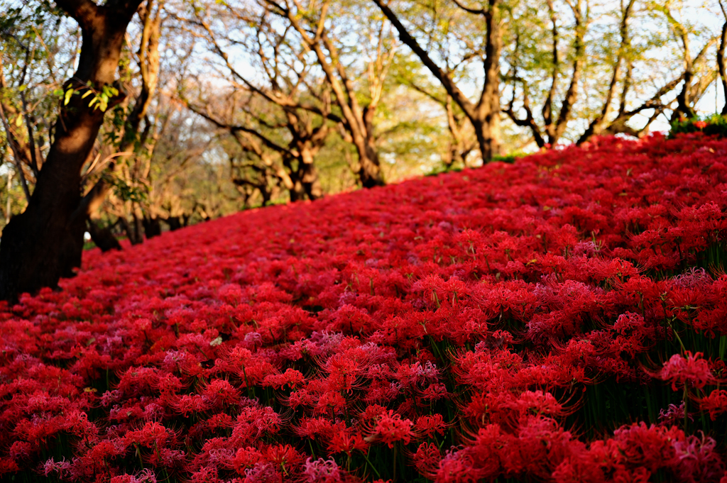 真っ赤な絨毯の様な彼岸花