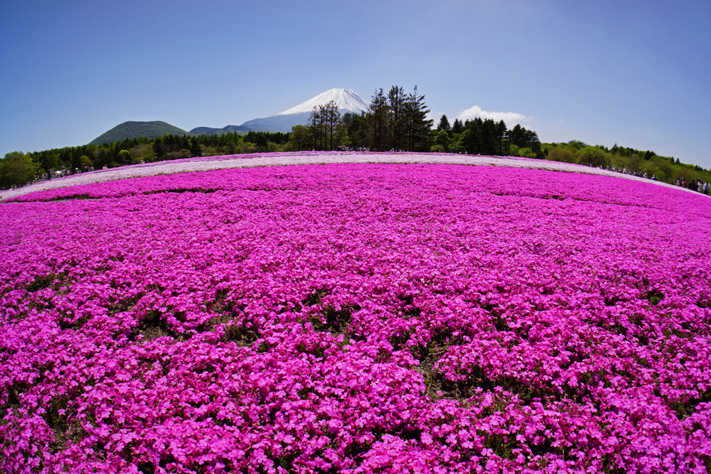 芝桜の上に