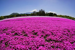 芝桜の上に