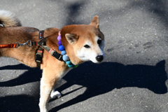 何かようですか