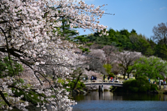 新宿御苑と桜