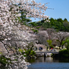 新宿御苑と桜