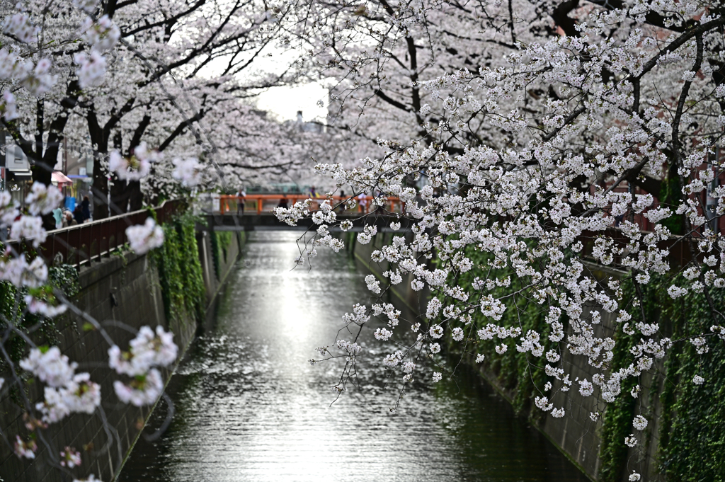 目黒川　桜