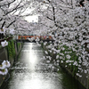 目黒川　桜