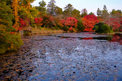 龍安寺鏡容池